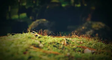 Pavasarinė kelionė po EUROPOS PARKĄ, kur menas ir gamta kartu 