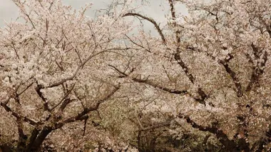 Edvino Greičiaus fotografijų paroda „Japonija ir P. Korėja - tolimos ir artimos“