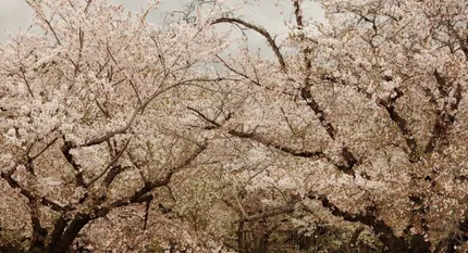 Edvino Greičiaus fotografijų paroda „Japonija ir P. Korėja - tolimos ir artimos“