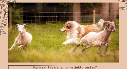 Aviganių šunų ganymo instinktų testas NHAT ir HWT – ganymo instinktų egzaminas  
