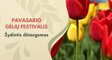 Pavasario gėlių festivalis "Žydintis džiaugsmas"