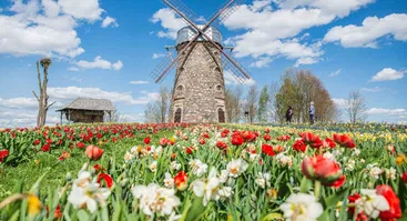 Tulpių ir pavasario gėlių festivalis „Pavasario simfonija“ 