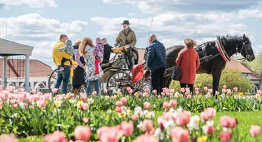 Tulpių ir pavasario gėlių festivalis „Pavasario simfonija“ 
