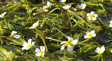 Šlapia ekskursija Vilnele - River Hiking LT
