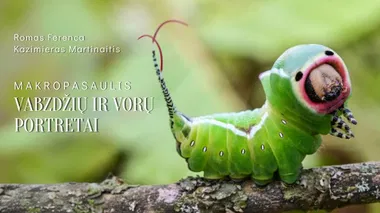 „Makropasaulis: vabzdžių ir vorų portretai“ paroda
