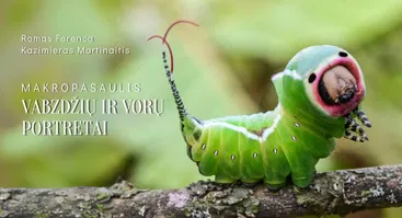 „Makropasaulis: vabzdžių ir vorų portretai“ paroda