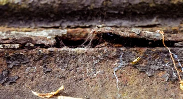 ATVIRAI PASLĖPTA I Sigito Parulskio fotografijos paroda