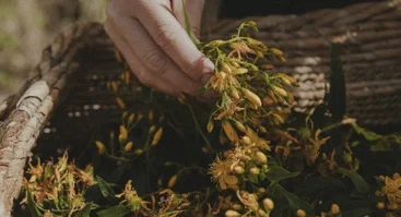 OFFLINE | digital detox weekend for women in Lithuanian countryside
