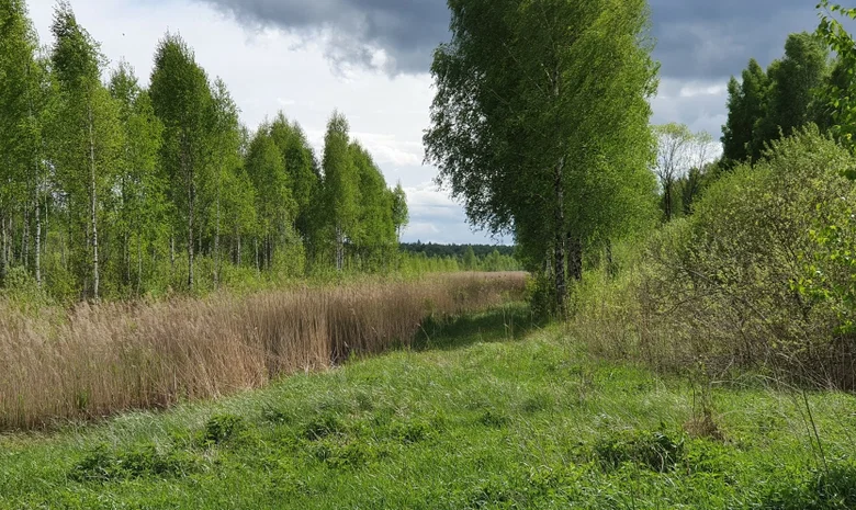 Kajackaraistis