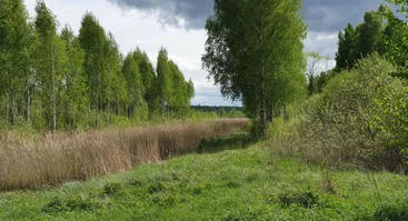 Kajackaraistis