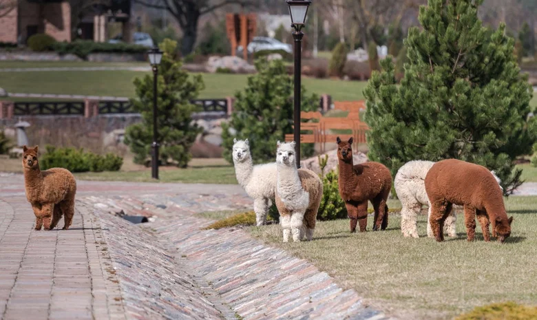 Royal Horse Resort