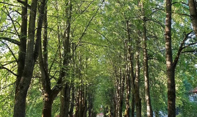 Liepų alėja, Girionys, Kauno rajonas