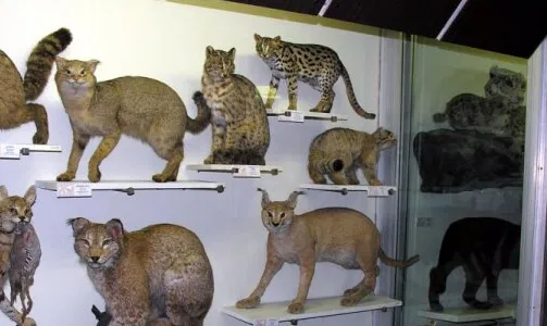 Kauno T. Ivanausko zoologijos muziejus