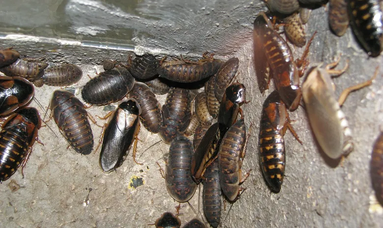 Palangos zologijos sodas "Insektariumas"