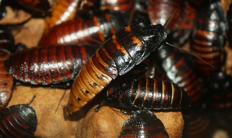 Palangos zologijos sodas "Insektariumas"