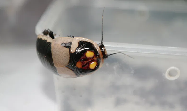 Palangos zologijos sodas "Insektariumas"