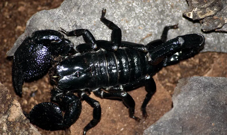 Palangos zologijos sodas "Insektariumas"