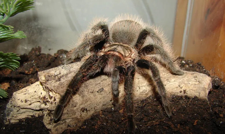 Palangos zologijos sodas "Insektariumas"
