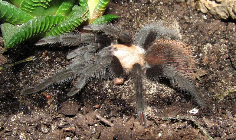 Palangos zologijos sodas "Insektariumas"