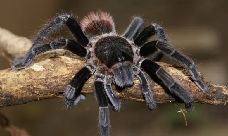 Palangos zologijos sodas "Insektariumas"