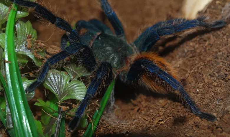 Palangos zologijos sodas "Insektariumas"