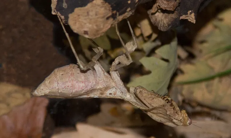 Palangos zologijos sodas "Insektariumas"