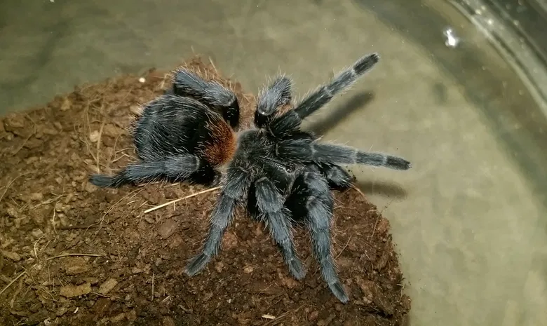 Palangos zologijos sodas "Insektariumas"