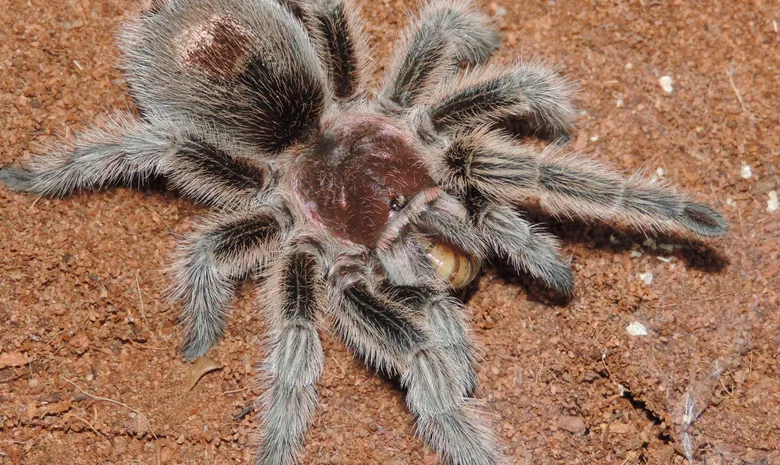 Palangos zologijos sodas "Insektariumas"