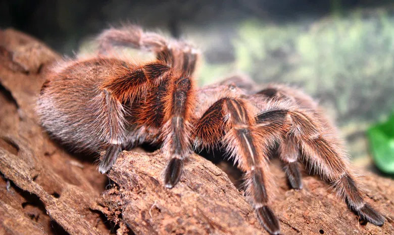 Palangos zologijos sodas "Insektariumas"