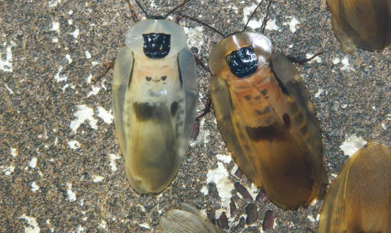 Palangos zologijos sodas "Insektariumas"