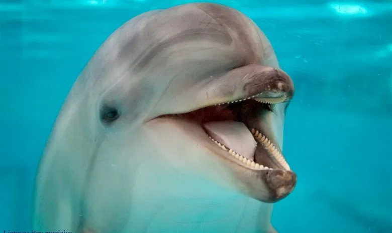 Delfinariumas 