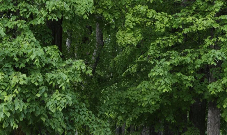 Grafų Umiastovskių rūmai