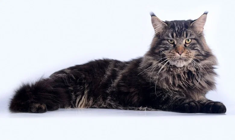 Top Miau