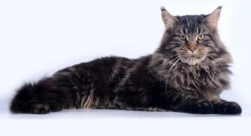 Top Miau