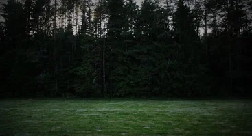 Rakonių miškas, Pirtininkų g.