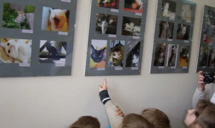 Katinų muziejus