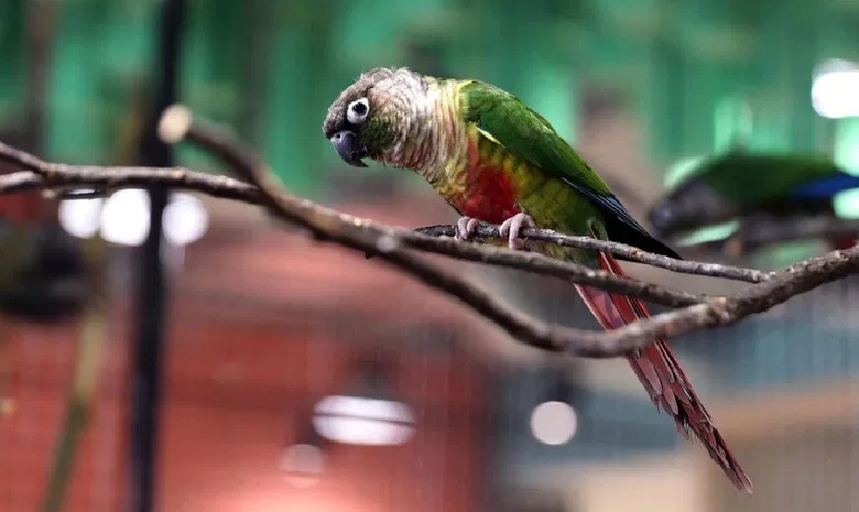 Zoopark