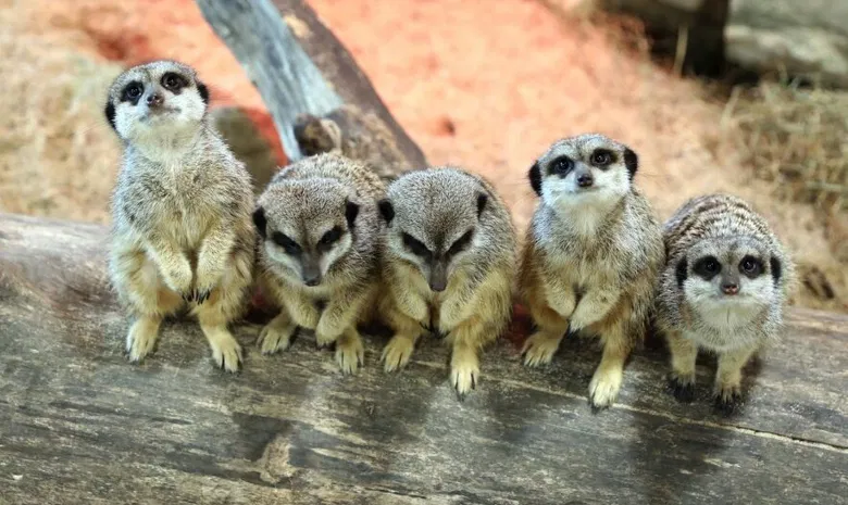 Zoopark