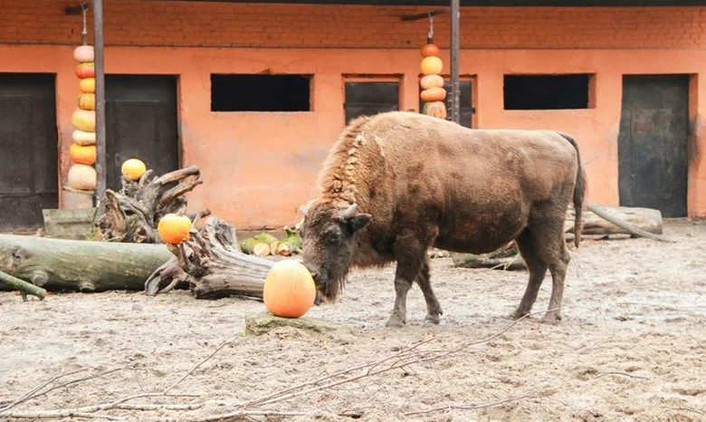 Lietuvos zoologijos sodas