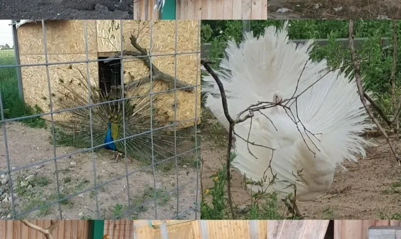 Adomaitynė mini zoo-botanikos sodas