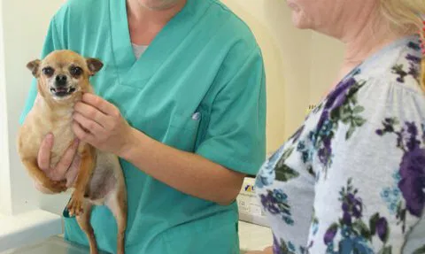 LSMU Veterinarijos akademija